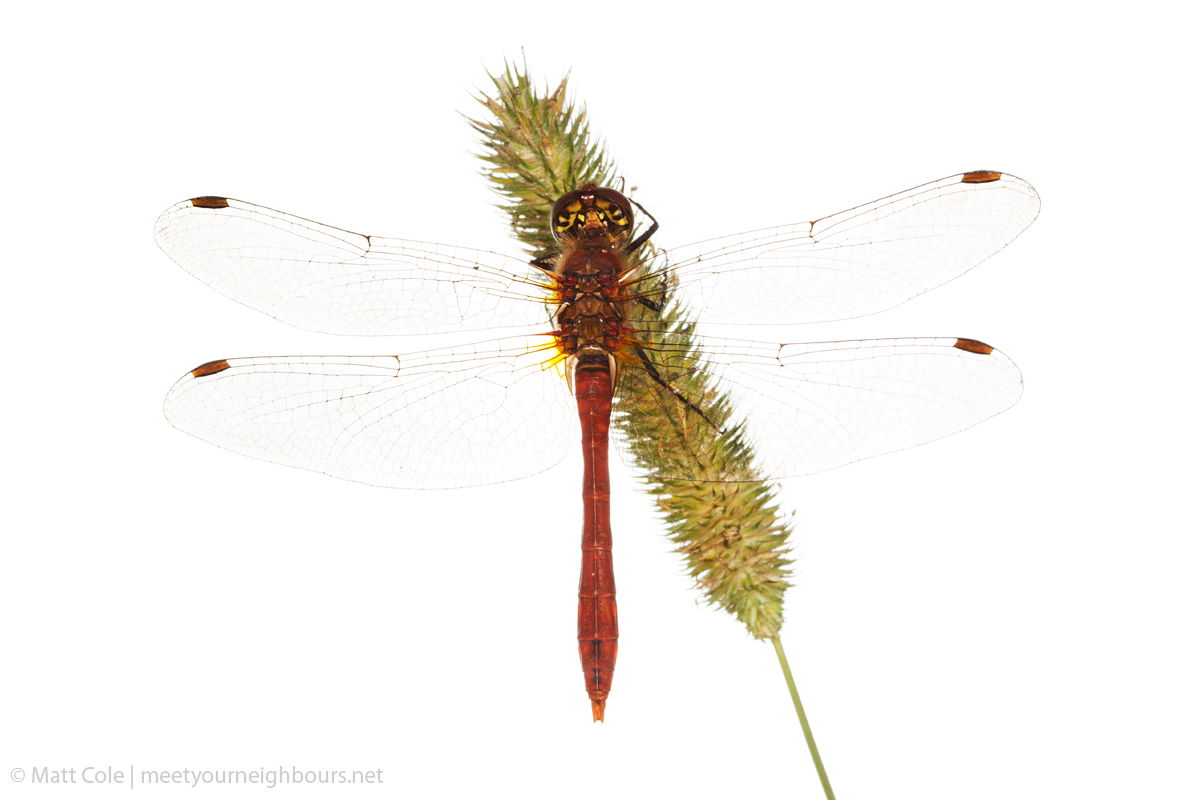 MYN Ruddy Darter male